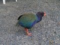 03 (39) Takahe